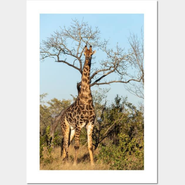 Giraffe Wall Art by StacyWhite